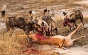 Cận cảnh màn săn mồi đẫm máu của chó hoang châu Phi 