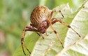 Những lý do khiến loài nhện đáng sợ nhưng thú vị (1)