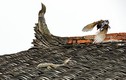 Kịch chiến giữa chim giẻ cùi và rắn trên nóc nhà 