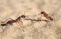 Những khám phá bất ngờ về loài kiến gây sốc nhất (1)
