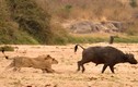 Cặp sư tử cái muối mặt vì săn hụt trâu rừng