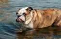 Những khám phá không thể ngờ về giống chó bulldog 