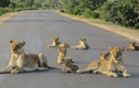Gia đình sư tử đại náo nằm ỳ ra đường cái 