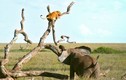 Sư tử bị voi đuổi sợ khiếp vía trèo lên cây