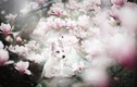 "Mê mẩn" ảnh đẹp tuyệt mỹ của chó trong vườn hoa