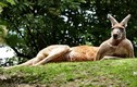 Khám phá gây sốc về kangaroo ai cũng nên biết