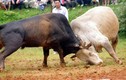 Kinh hoàng cảnh đấu bò man rợ ở Trung Quốc