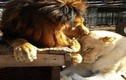 Cái kết ngọt của cặp vợ chồng sư tử bị bạo hành 