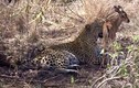 Báo đốm nuôi linh dương non như thú cưng