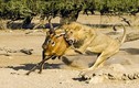 Ngoạn mục cảnh tượng sư tử săn giết linh dương 