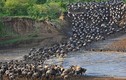 Choáng ngợp cảnh di cư của  đàn linh dương đầu bò