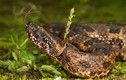 Loài rắn mù màu "khờ khạo" nhưng cực độc ở Việt Nam