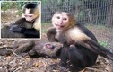 Cảm động tình bạn sâu sắc của hai chú khỉ bất trị