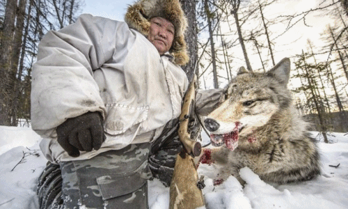 Kinh hoàng cảnh tượng sói xám bị săn giết không thương tiếc