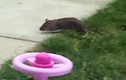 Hãi hùng cảnh chuột khổng lồ xâm chiếm sân vườn