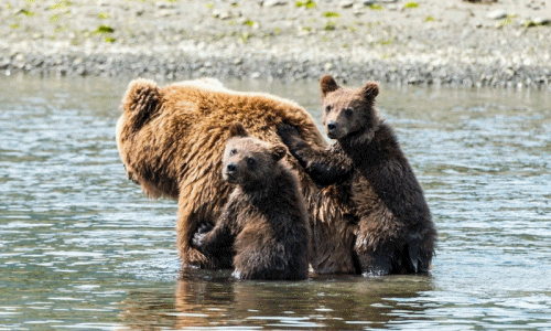 Chết cười gấu xám Bắc Mỹ con sợ nước leo tót lên lưng mẹ 