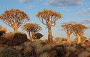 Kỳ quái rừng cây rung động ở Namibia 