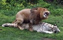 Thẹn đỏ mặt cảnh hổ và sư tử làm “chuyện ấy” với nhau