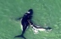 Clip: Cá voi con cứu mẹ bị mắc kẹt ở vùng nước nông