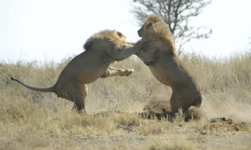 Trận tranh hùng giành lãnh thổ kịch tính của hai vua sư tử 