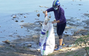 Cá chết hồ Linh Đàm: Đã lấy mẫu nước, vật phẩm để xét nghiệm