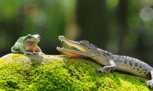 Khó tin cảnh ếch xanh khoái trá đè đầu cưỡi cổ cá sấu
