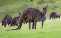 Cận cảnh quái vật kangaroo "6 múi" khiến các quý ông ghen tị