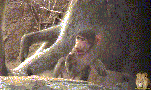 Màn bắt cóc khỉ con bất thành của khỉ đầu chó "mẹ mìn"