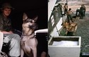 Ảnh hiếm về chó nghiệp vụ Mỹ thời chiến tranh Việt Nam