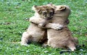 Anh em sư tử ôm nhau sưởi ấm siêu đáng yêu