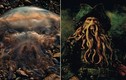 Kinh dị loài sứa khổng lồ trông như quái vật truyền thuyết