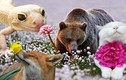 Khi các loài động vật có thú “thưởng hoa” ngày Tết