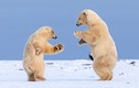 Anh em gấu Bắc cực khiêu vũ chờ mẹ săn cá về