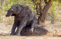 Đỏ mặt nhìn voi Nam Phi làm trò nhạy cảm 