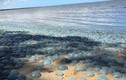 Choáng ngợp hàng ngàn con sứa lên bãi biển tắm nắng 