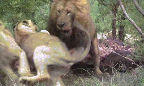 Tận mắt cha con sư tử "tương tàn" vì miếng ăn