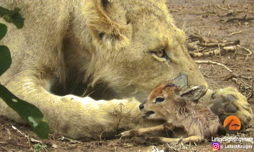 Xem sư tử cái vỗ về linh dương con trước khi giết 