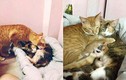 Mèo bố Việt Nam nổi tiếng thế giới vì giỏi chăm vợ đẻ