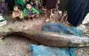 Cận cảnh vua cá vừa xuất hiện ở Myanmar gây sốc