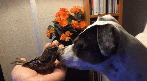 Chú chó thông minh giải cứu chim nhỏ bị nạn 