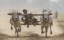 Khiếp đảm cuộc đua bò mạo hiểm ở Myanmar 