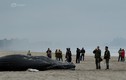 Cá voi lưng gù chết thảm dạt vào bờ ở New York