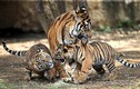 Hổ mẹ gào thét ngăn chặn cuộc chiến của hổ con 