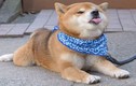 Mê mẩn chú chó biểu cảm siêu đáng yêu ở Nhật Bản 