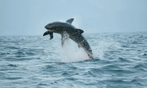 Ngoạn mục cá mập trắng lớn tung mình đớp hải cẩu 