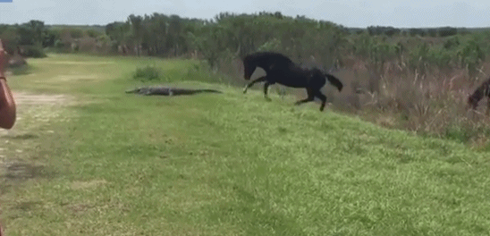 Ngựa ô đại chiến cá sấu khổng lồ trên bãi cỏ