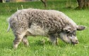 Thích thú những con lợn lông xù quý hiếm độc nhất thế giới