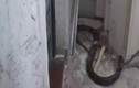 Suýt ngất xỉu bắt gặp rắn hổ mang chúa trong nhà vệ sinh 