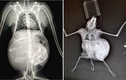 Độc lạ ảnh X-quang về các em bé động vật trong bụng mẹ
