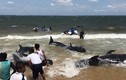 Ngoạn mục giải cứu 20 con cá voi dạt bờ ở Sri Lanka 